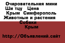 Очаровательная мини Ши-тцу › Цена ­ 13 000 - Крым, Симферополь Животные и растения » Собаки   . Крым